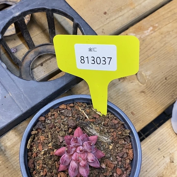 天**心虞美人813037福利