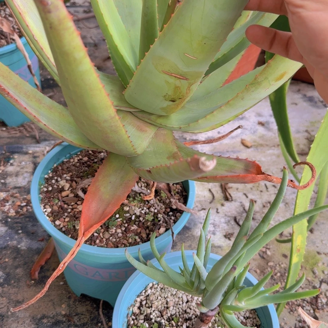 G块根植物块根植物块根