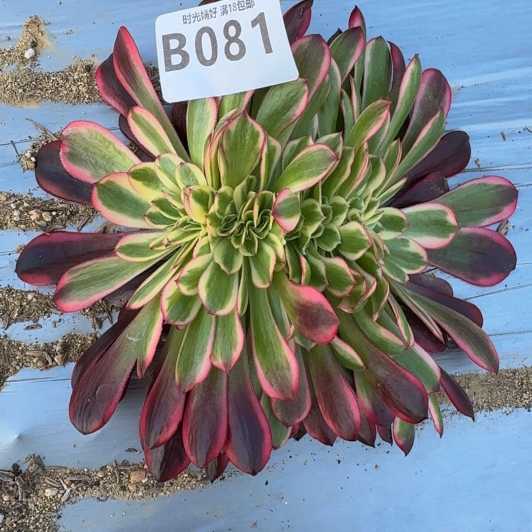 ?**?081美杜莎缀多肉