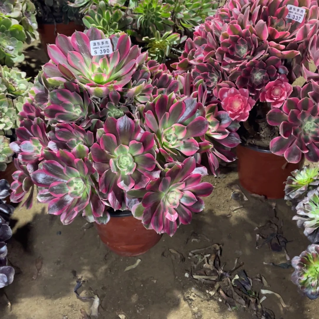 390-337两颗多肉法师断枝不包