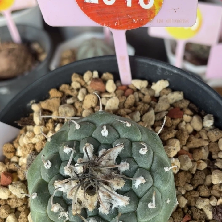实生娇丽冬云一棵2918