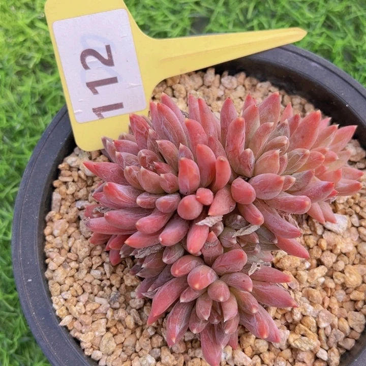 健健康康平平安安