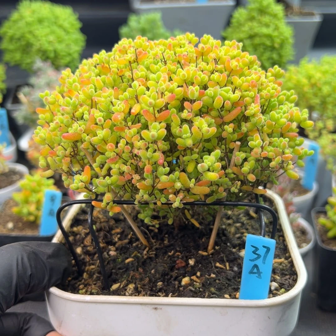 蜜橘糖球蘑菇头37号