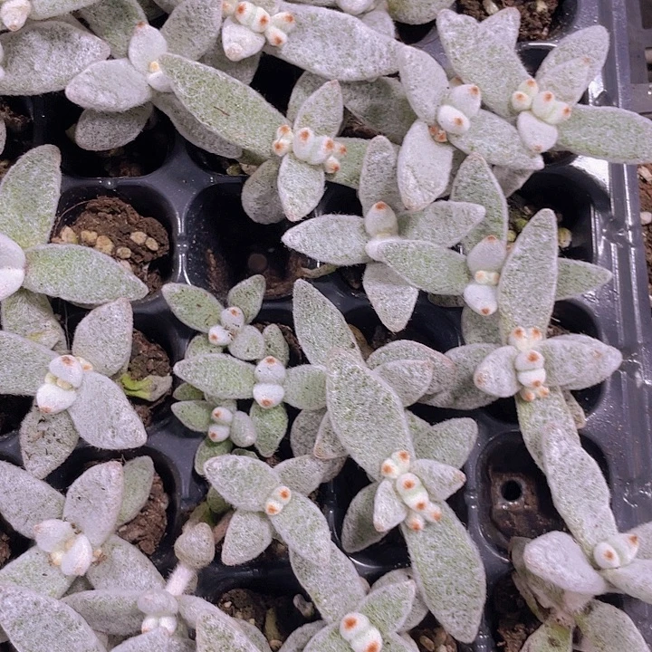 福兔耳精品多肉量拍