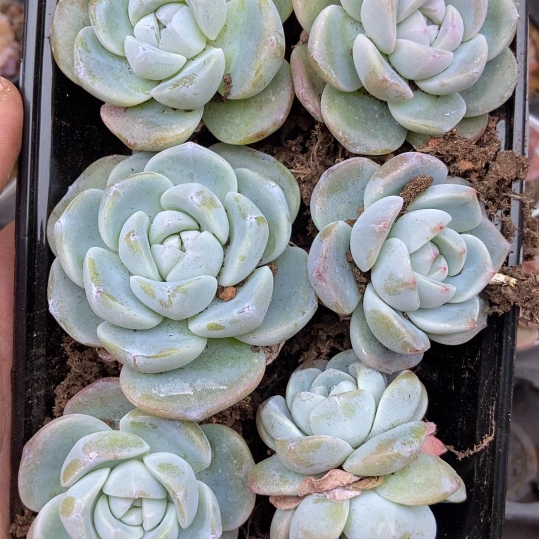 春泥家框拍链接D6