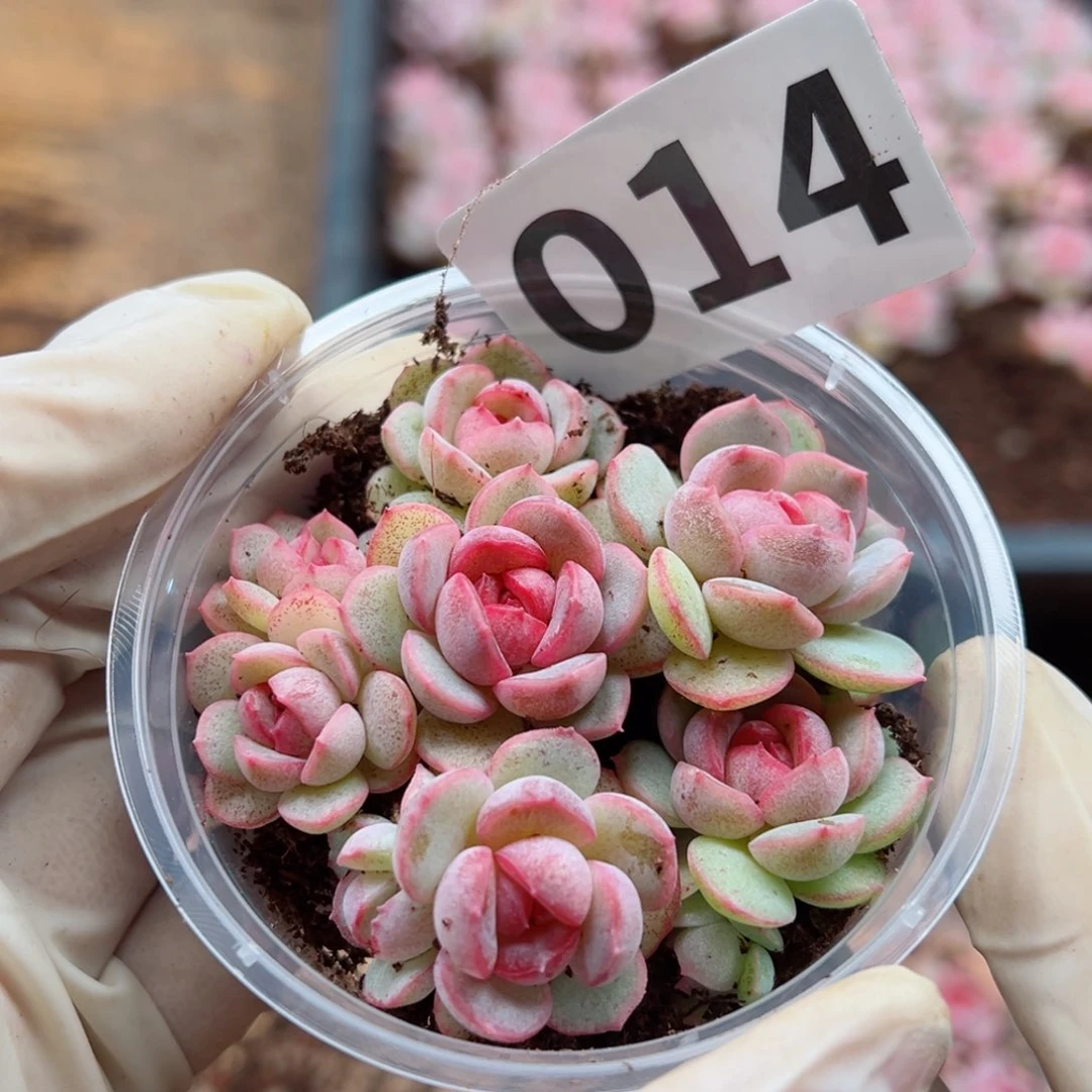 多肉植物多肉植物