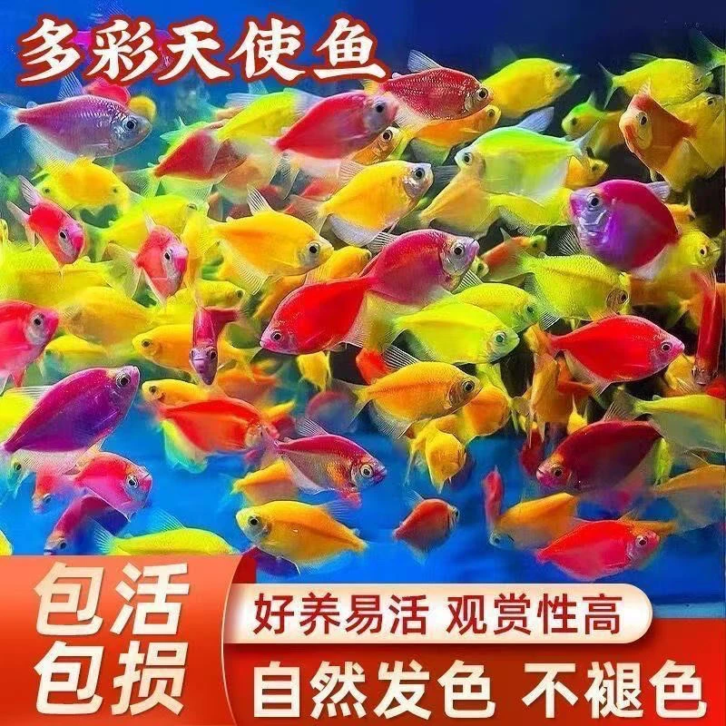 天使七彩观赏鱼热带褪色糖果群游好养小型养易活淡水鱼钻石蝴蝶鲤