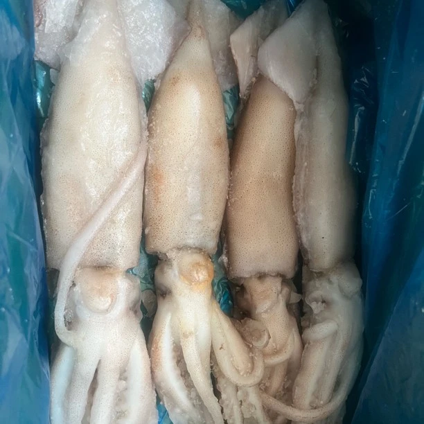 单冻大鱿鱼原箱原包装到手4条