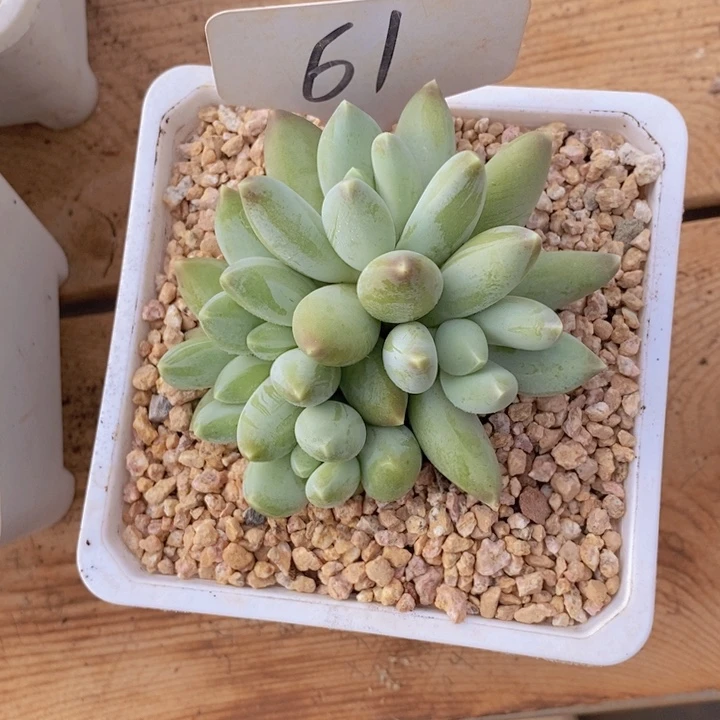 你就在家里吃好吧