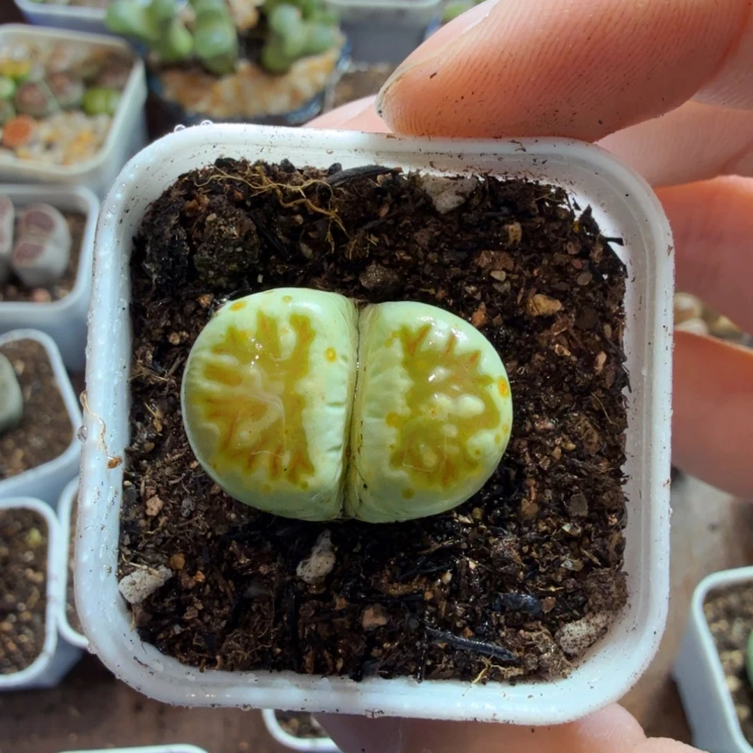 短***芙多肉植物和植物的生长发育456