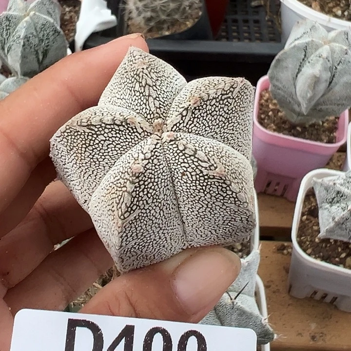 s***p400号恩冢鸾多肉植物