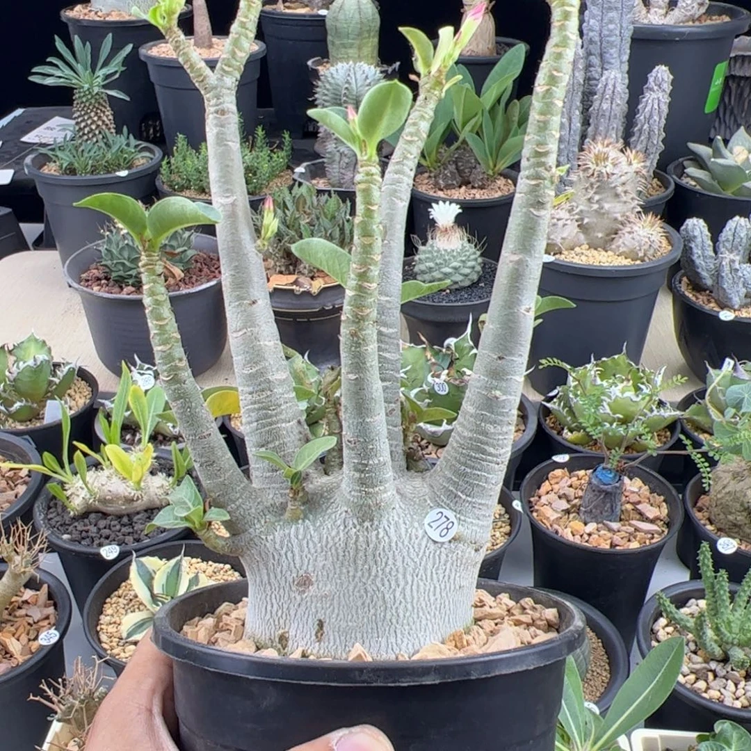 哥斯拉沙漠玫瑰7.4一物一拍