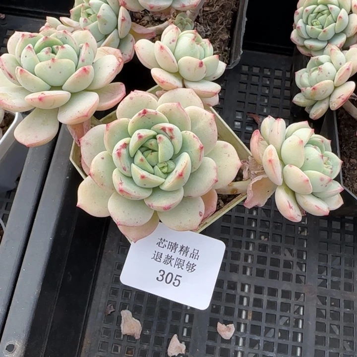 闪购精品多肉305号