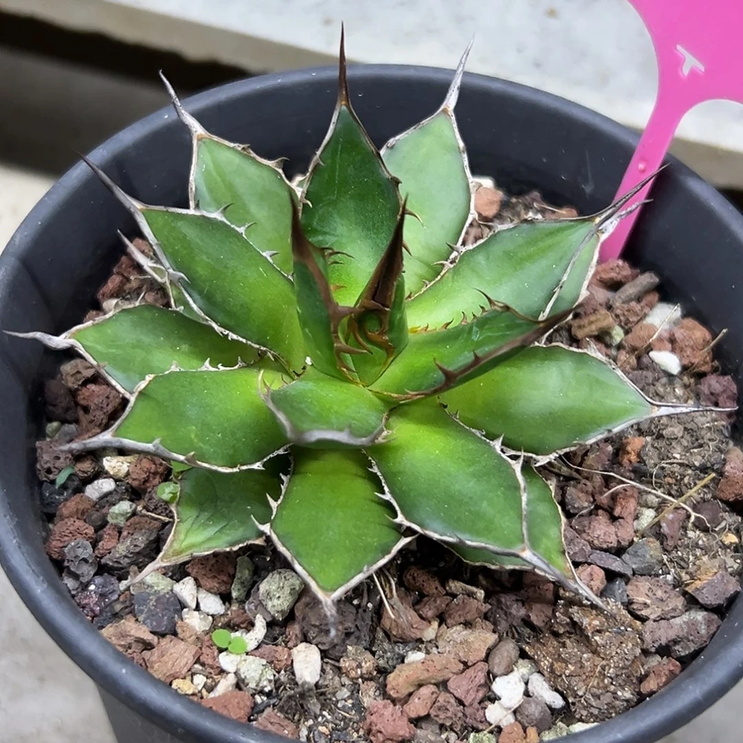 姬霍利达一物一拍偏远不包邮不退不换