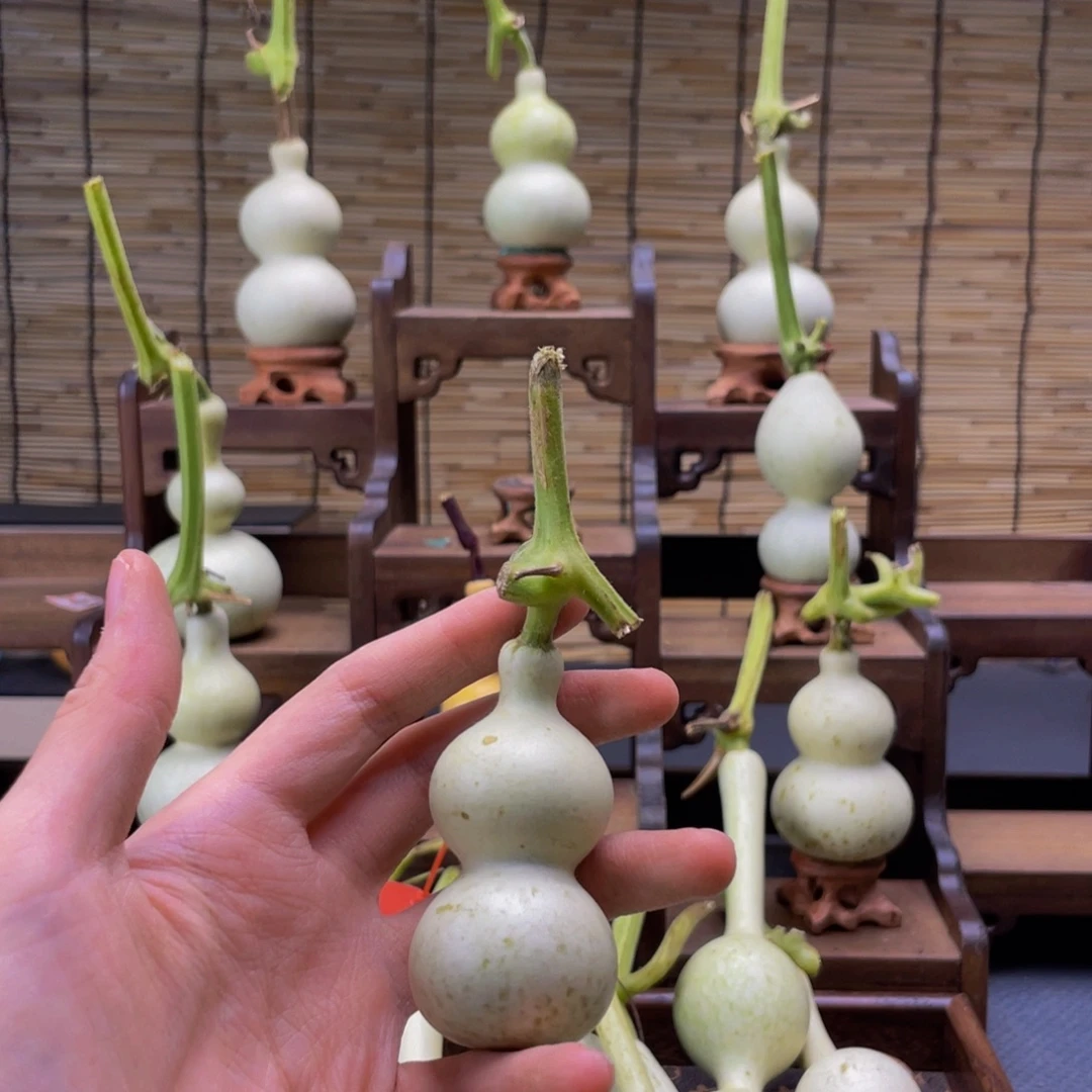 无***极我是一只小小鸟地域文化
