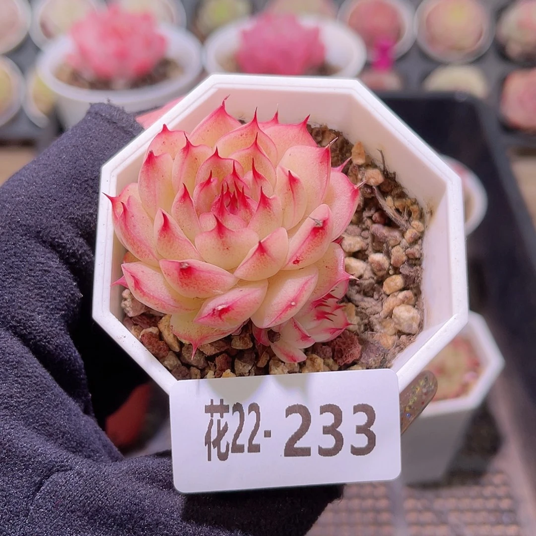 花利美22-233海王