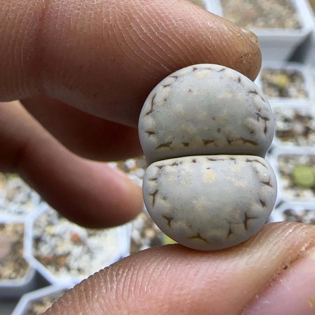 654 生石花大棚直播