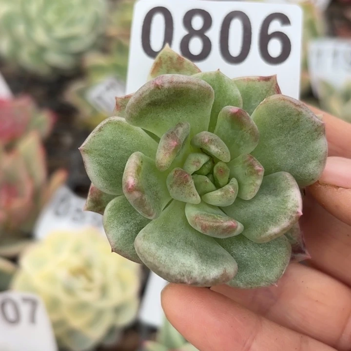 头盖锦满18包邮当场凑单不满包邮次日发顺丰到付