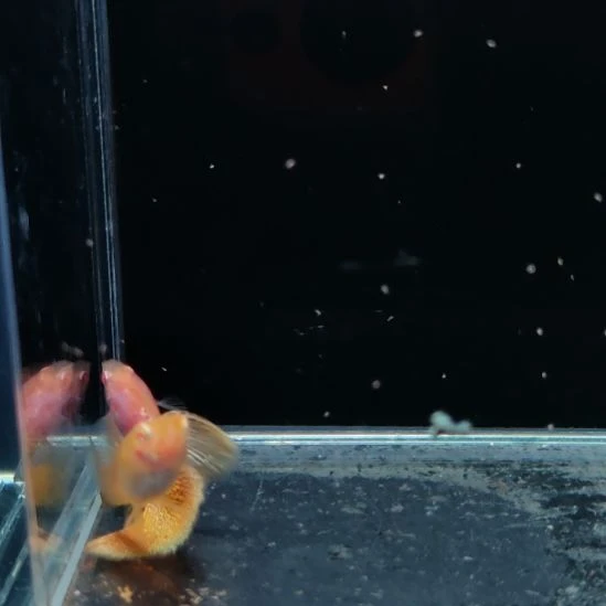 孔雀鱼金属黄蕾丝白子一对