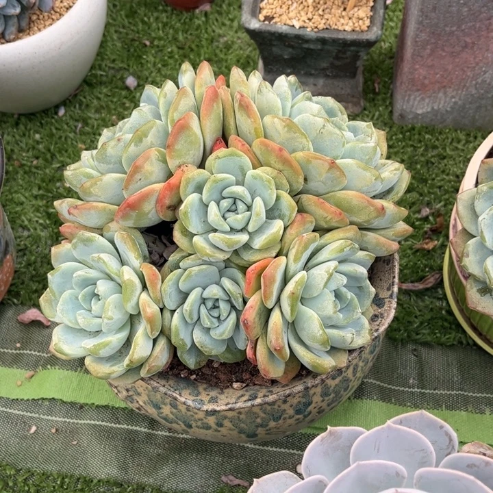 冰玉大群，官服20加