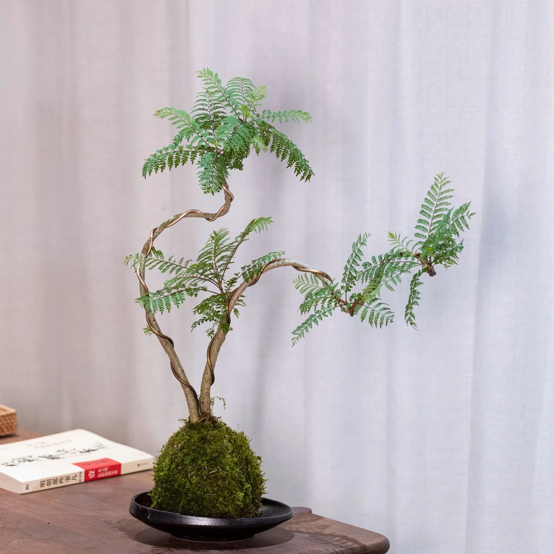 花界 | 蓝花楹双飘老桩苔藓球室内水培盆栽网红绿植茶室办公桌