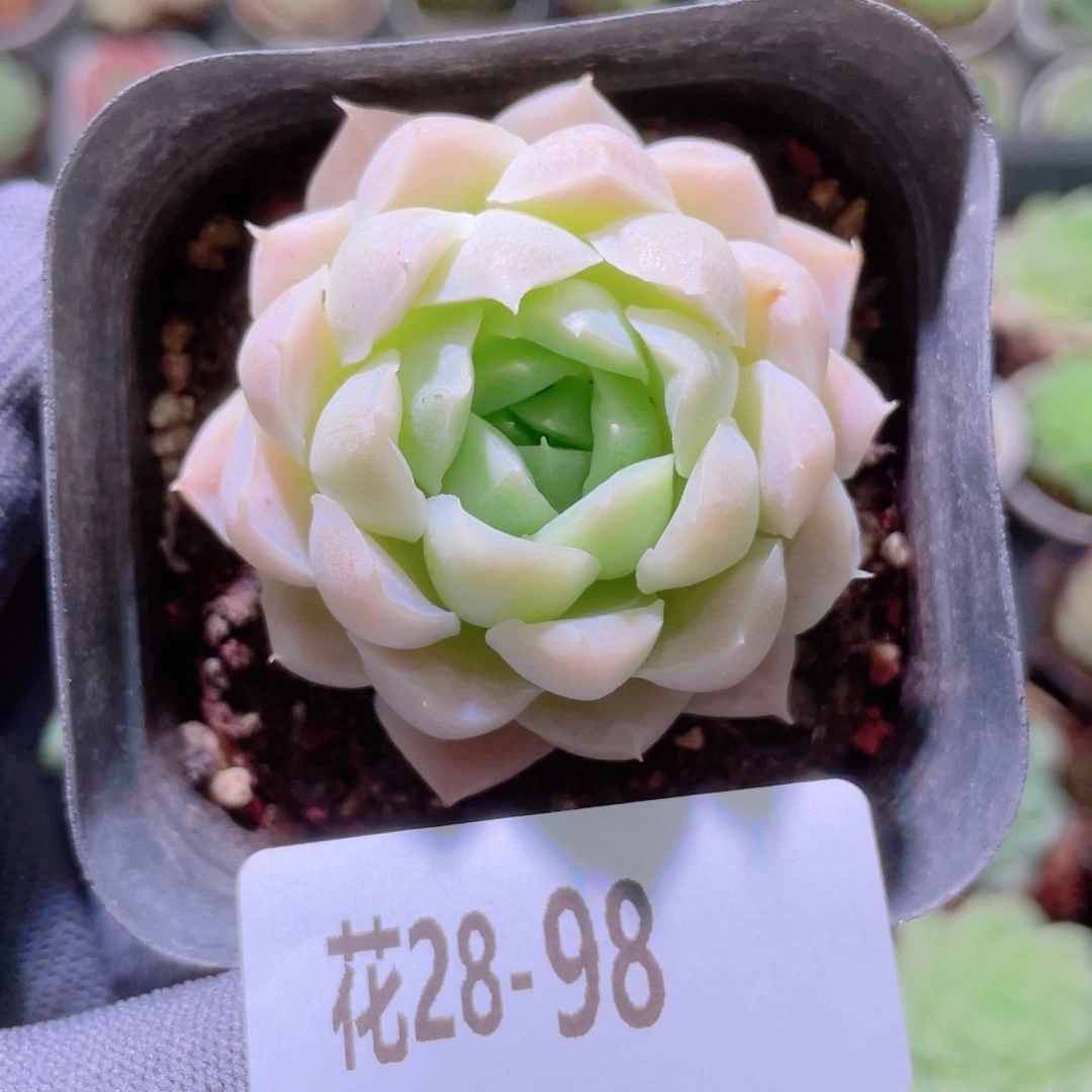 花利美28-98白月影