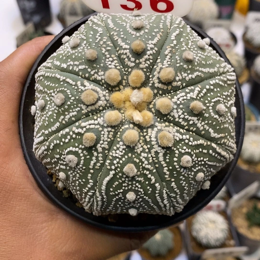 136目玉系列特价啦处理