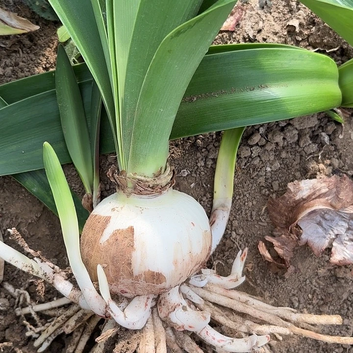 无花朵月**梢双重闪耀七厘米包对版