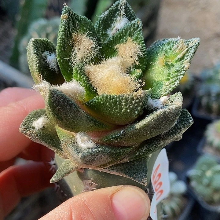 无花朵福利大尤博士牡丹889