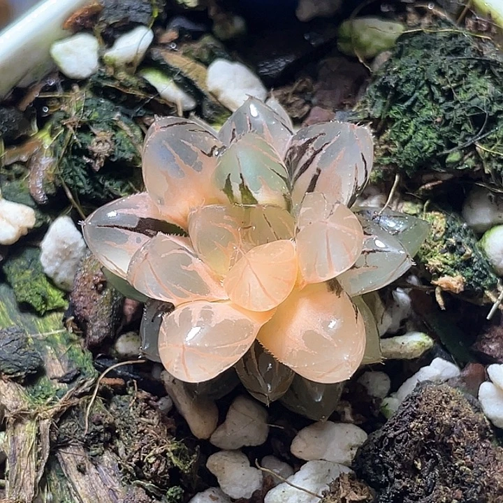 582霓虹灯锦特选福利