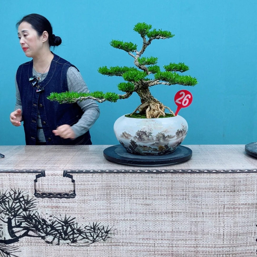 以实际为准广东雀舌黄杨盆景