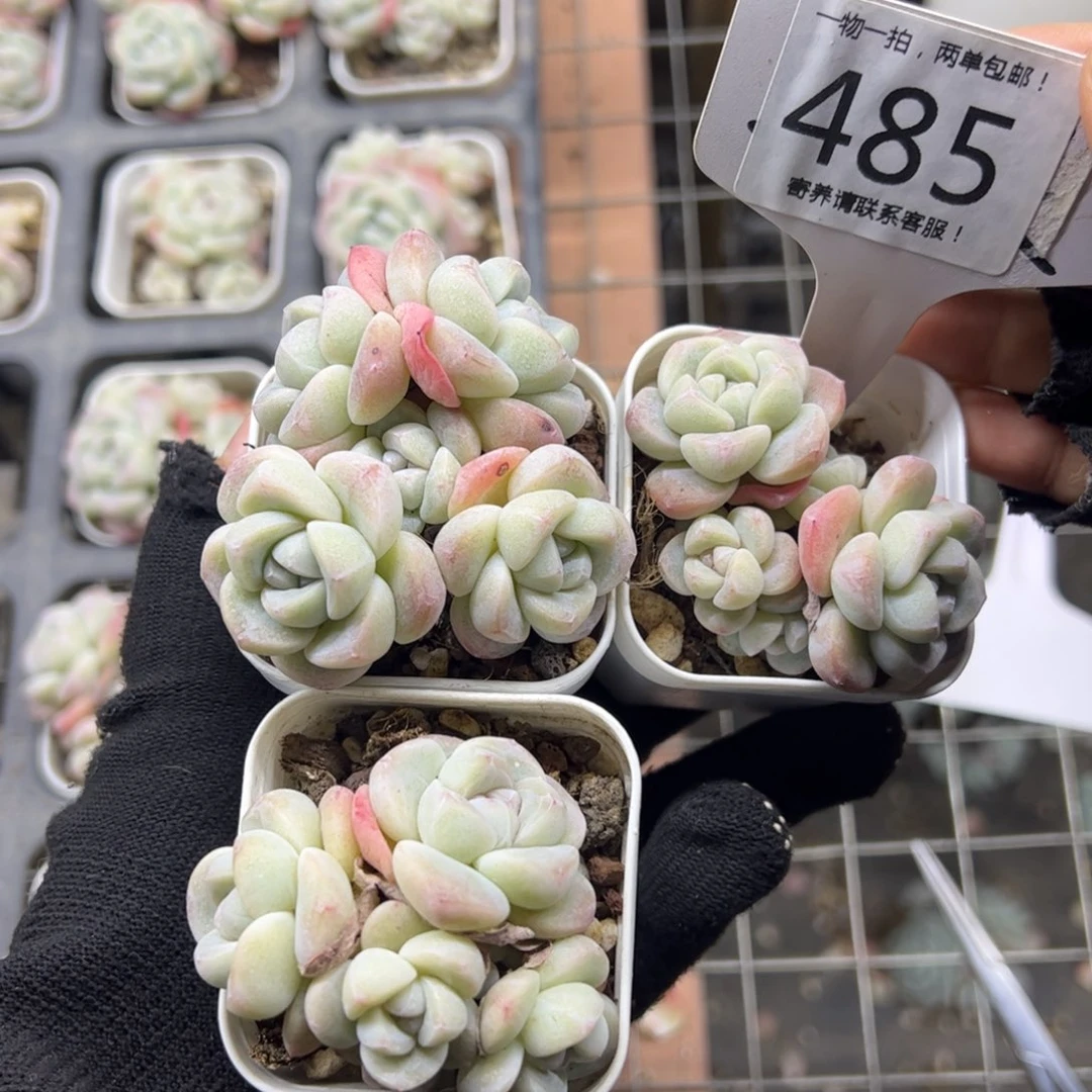 红陶克****诺485号多肉植物