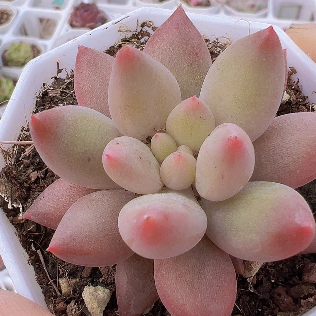 红蜻蜓单头19包邮多肉植物