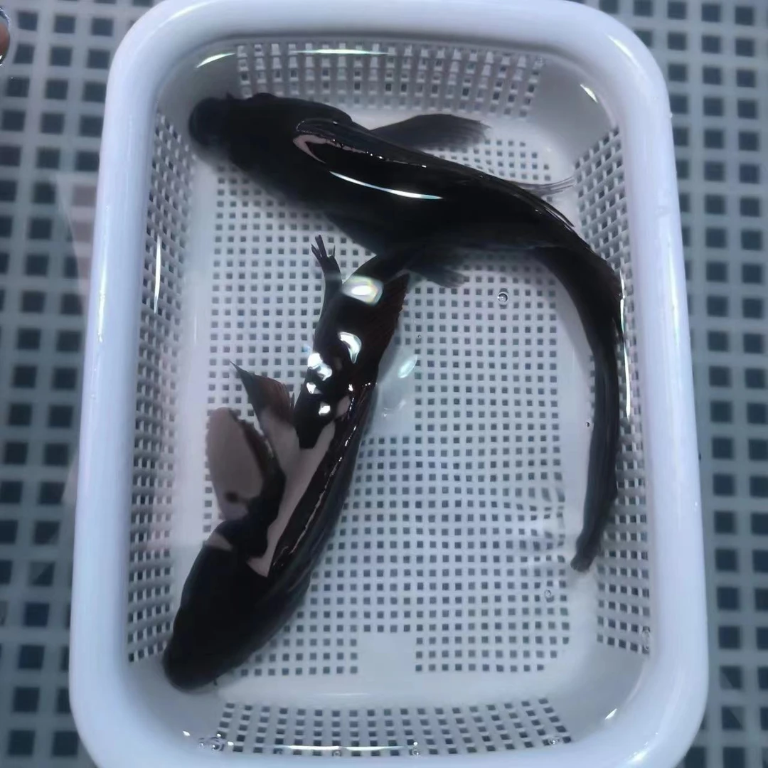 【18-20厘米2黑】纯黑纯色锦鲤金鱼观赏鱼冷水淡水好养活