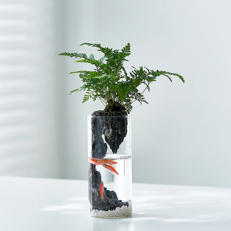 狼尾蕨苔藓微景观生态瓶小鱼缸室内桌面小盆栽办公室绿植好养礼物