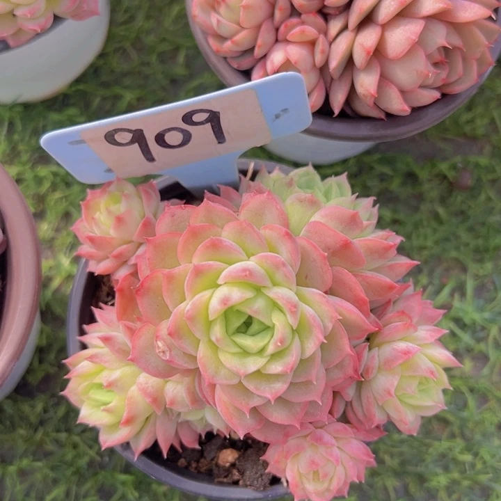 健健康康平平安安