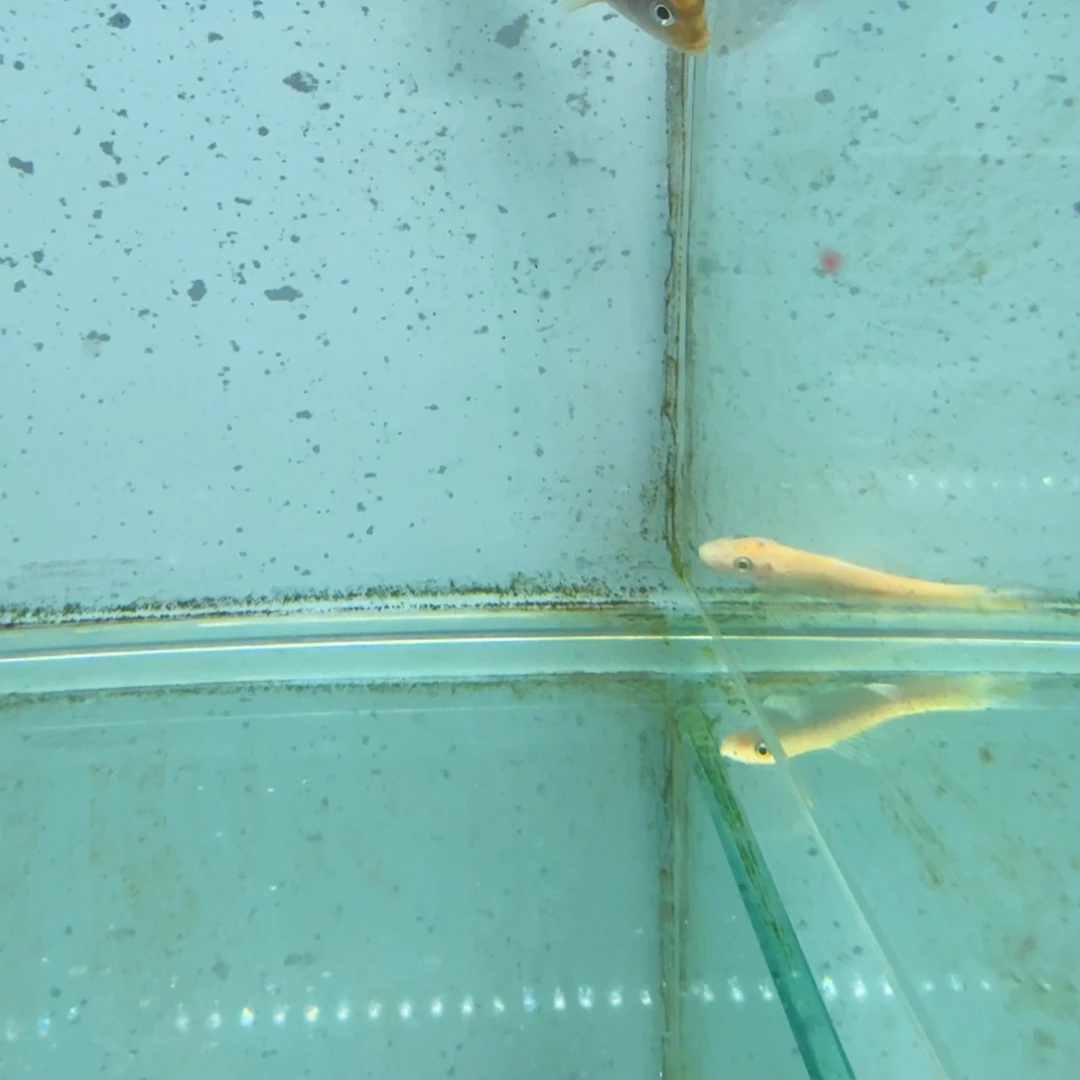 用***9海水红鸡610。