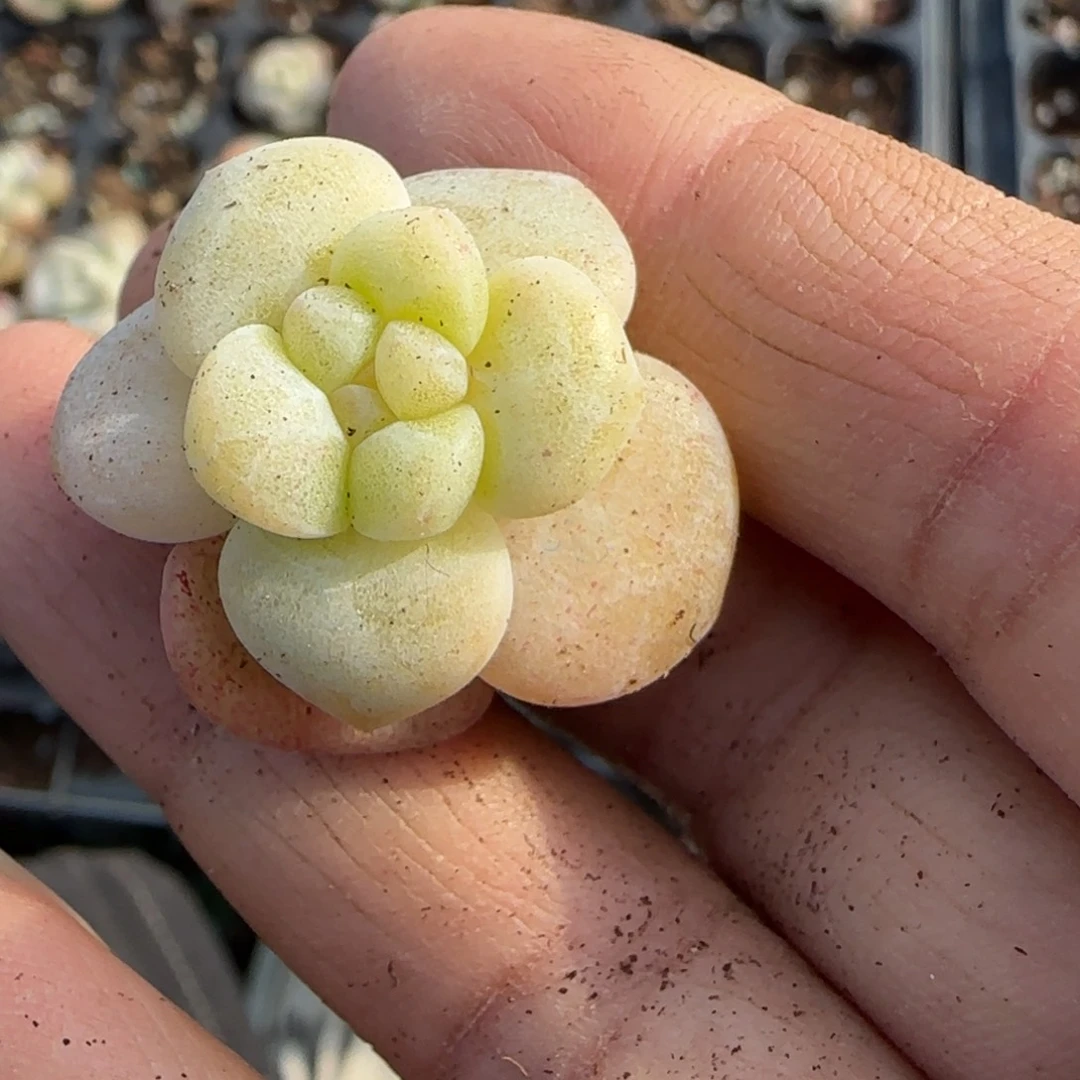 小卡拉米糖心一物一拍