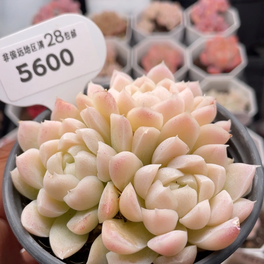 白月影5600-8.0厘米