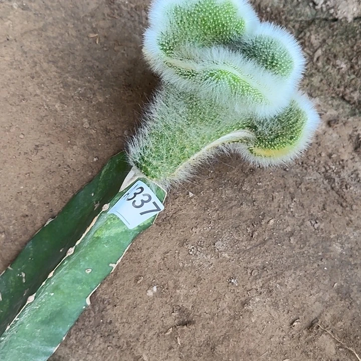 无花朵鹤*嫁接九尾狐缀337