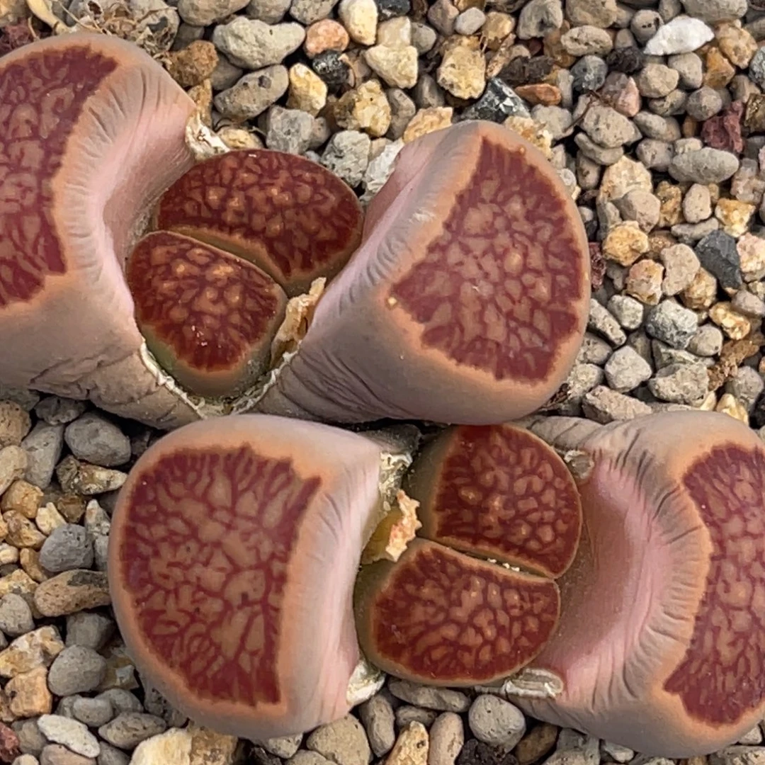 8932双头红窗菊一颗