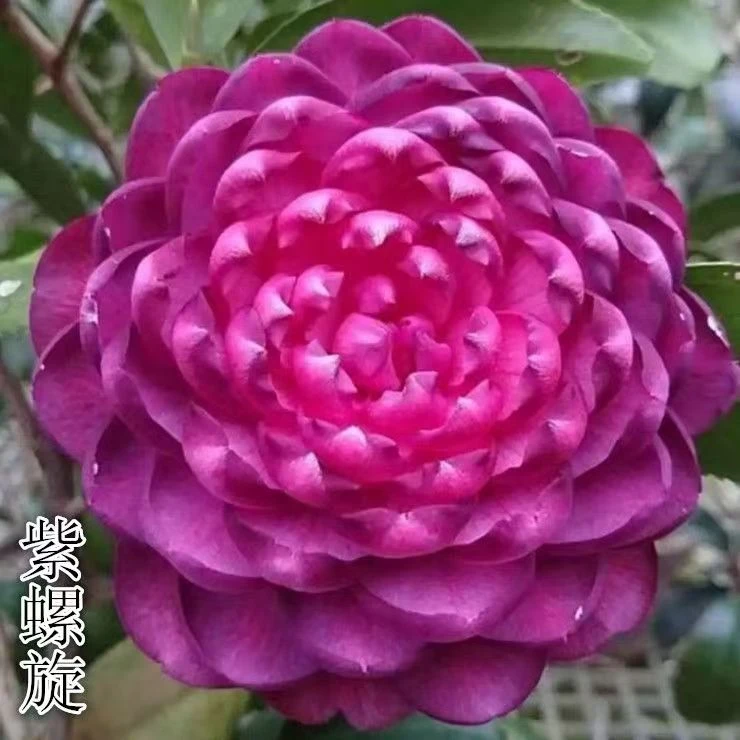 紫螺旋茶花嫁接品种四季常青复色室内外花卉庭院阳台卷瓣茶花盆栽