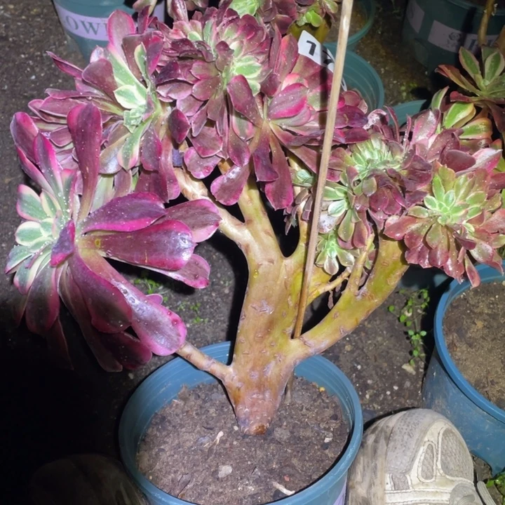 176号美杜莎缀25厘米左右