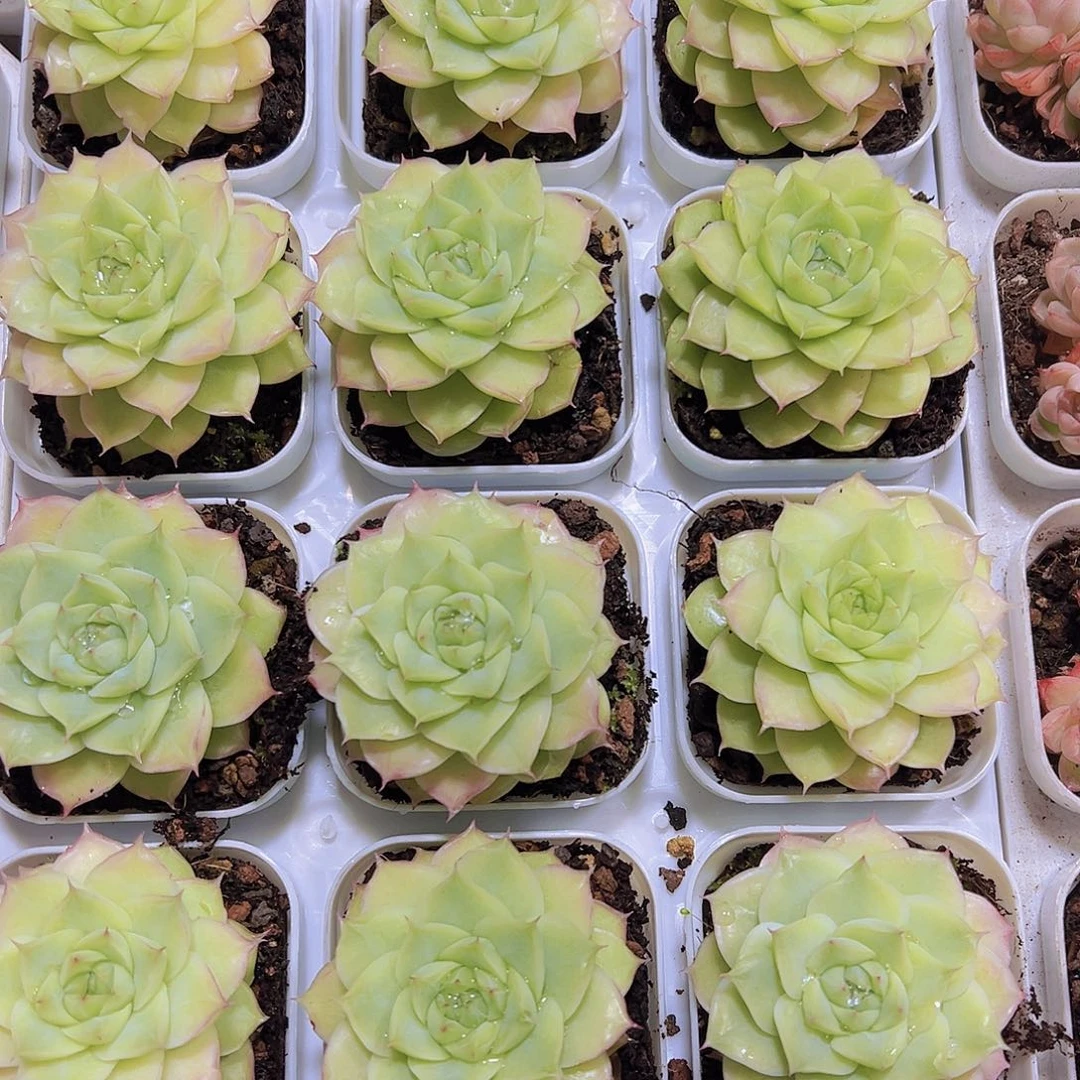 翠影19包邮多肉植物