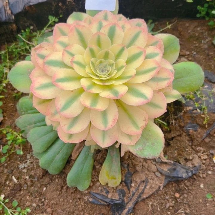 雪莲多肉多肉植物19号