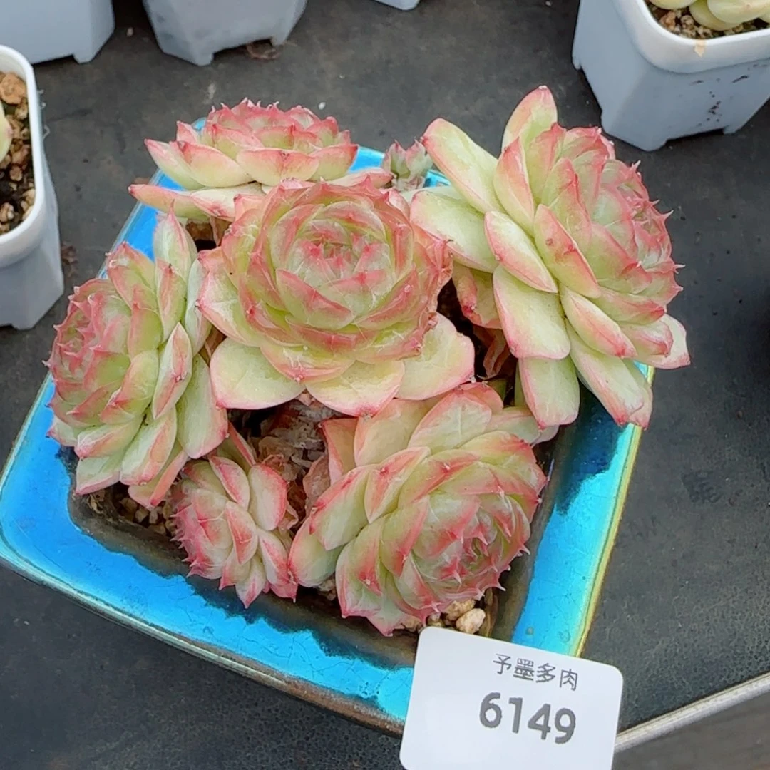 蔷薇珍妮，6149多肉植物