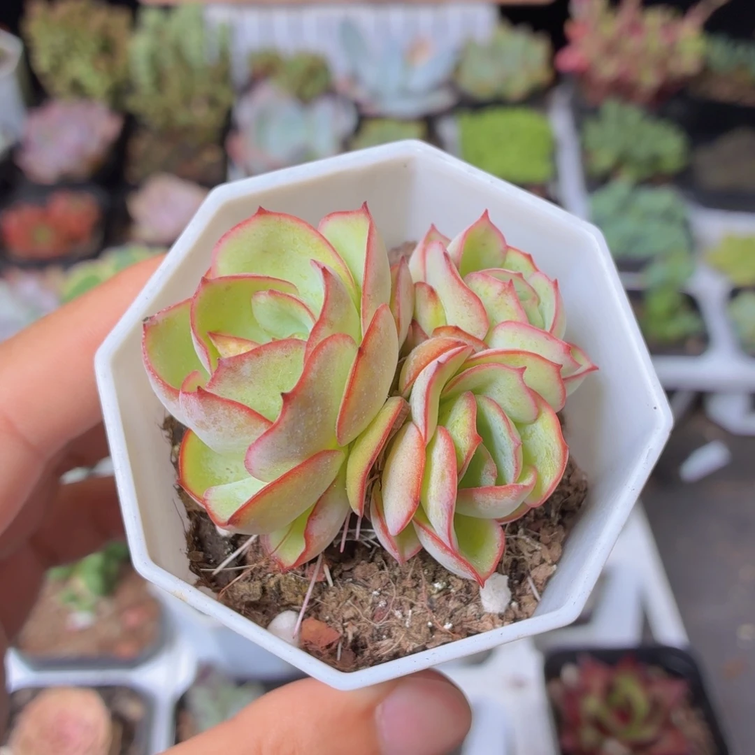 帕拉梅拉多肉9.9包邮发货