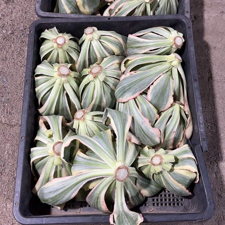 O****O漂亮漂亮漂亮漂亮漂亮