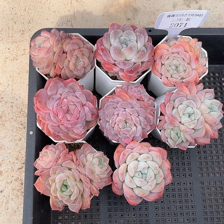 薇薇安园艺多肉2071