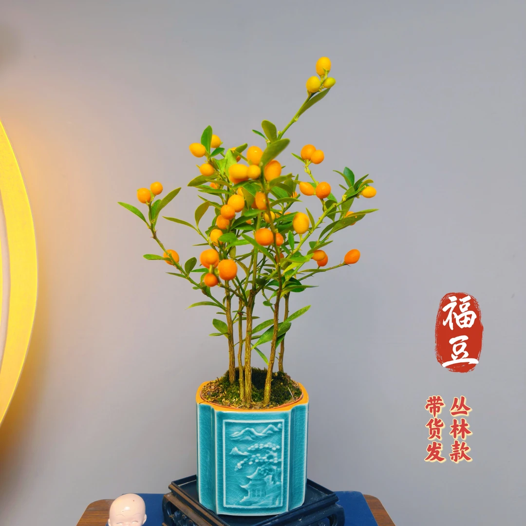 丛林款福豆【带果】年宵花陶瓷盆室内高端盆景绿植花卉盆栽好养易活
